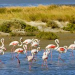 Camargue_flamands_roses